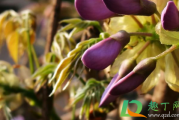 紫藤花能在室内种植吗