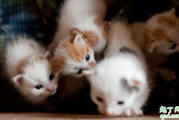 奶猫羊奶粉一次喂多少 幼猫一天喝几次羊奶粉