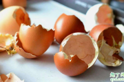 鸡蛋壳没处理能养花吗 鸡蛋壳用来养花正确的做法