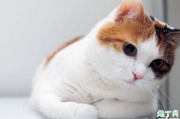 猫咪肾衰竭会乱尿吗 猫咪为什么会肾衰竭