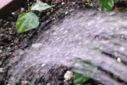 多菌灵可以拌在土里使用吗