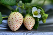 白色草莓多少钱一斤