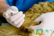 幼猫首次疫苗打几针