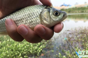 鱼塘禁止用红虫钓鱼的原因有哪些 鱼塘里的红虫有没有危害