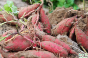 无公害的红薯怎么种 种红薯需要翻藤还是提藤好