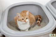 猫总是在猫砂盆里趴着怎么回事 猫在猫砂盆边缘拉屎怎么办
