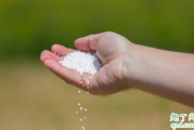 小麦追肥尿素后能浇水吗 小麦追肥尿素后多久溶解