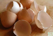 煮熟的鸡蛋壳可以当肥料吗 养兰花可以放鸡蛋壳吗