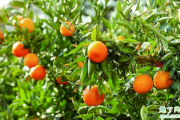 冬季可以移栽柑橘树吗 柑橘树移栽后怎么提高成活率