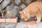 猫咪两个月能吃鸡肉吗 2个月猫一天吃多少猫粮