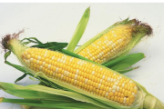 玉米可以套种什么农作物