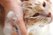 猫咪洗澡不吹干会有什么影响