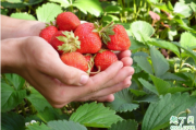 草莓吃起来一股农药味正常吗 怎么区分草莓打药没