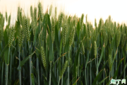 冬小麦和春小麦哪个好吃 冬小麦和春小麦的区别在哪