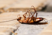 蟑螂会对杀蟑胶饵产生抗药性吗