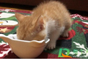 猫咪吃完饭为什么挠地