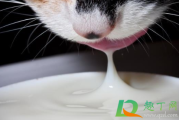 幼猫可以喝刚挤出来的羊奶吗