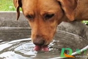 狗狗什么病会引起大量喝水