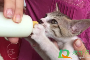 超市的羊奶粉猫能喝吗
