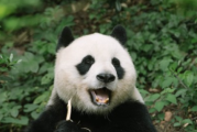 国际熊猫节是什么时候2022