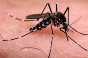 花蚊子有毒吗
