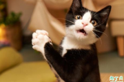 猫咪吃猫砂会中毒吗  猫砂可能引发主人过敏吗