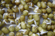 在家用绿豆怎么让它发芽呢
