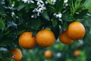 柑橘缺营养是怎么回事