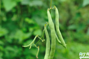 四季豆没熟中毒怎么办 怎么能避免吃四季豆中毒的发生