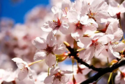 2022年3月去武汉看樱花需要做核酸检测吗
