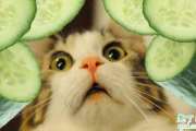 为什么猫怕黄瓜在身后 为什么猫咪看见黄瓜会吓一跳