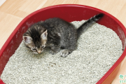 小猫总吃猫砂是咋回事 猫咪吃猫砂怎么纠正