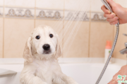 给宠物洗澡有必要去宠物医院吗 宠物多久洗一次澡最合适