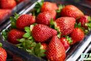 草莓一年种几次 浇草莓用什么水有营养
