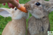 哪种兔子生长快 兔子怎么喂养长得快