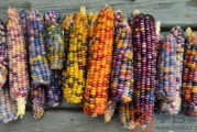 彩色玉米是转基因还是杂交