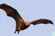 澳大利亚蝙蝠事件是真的吗 蝙蝠为什么袭击澳大利亚