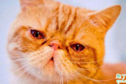 猫流泪是伤心还是生病 猫咪忽然流眼泪是怎么了